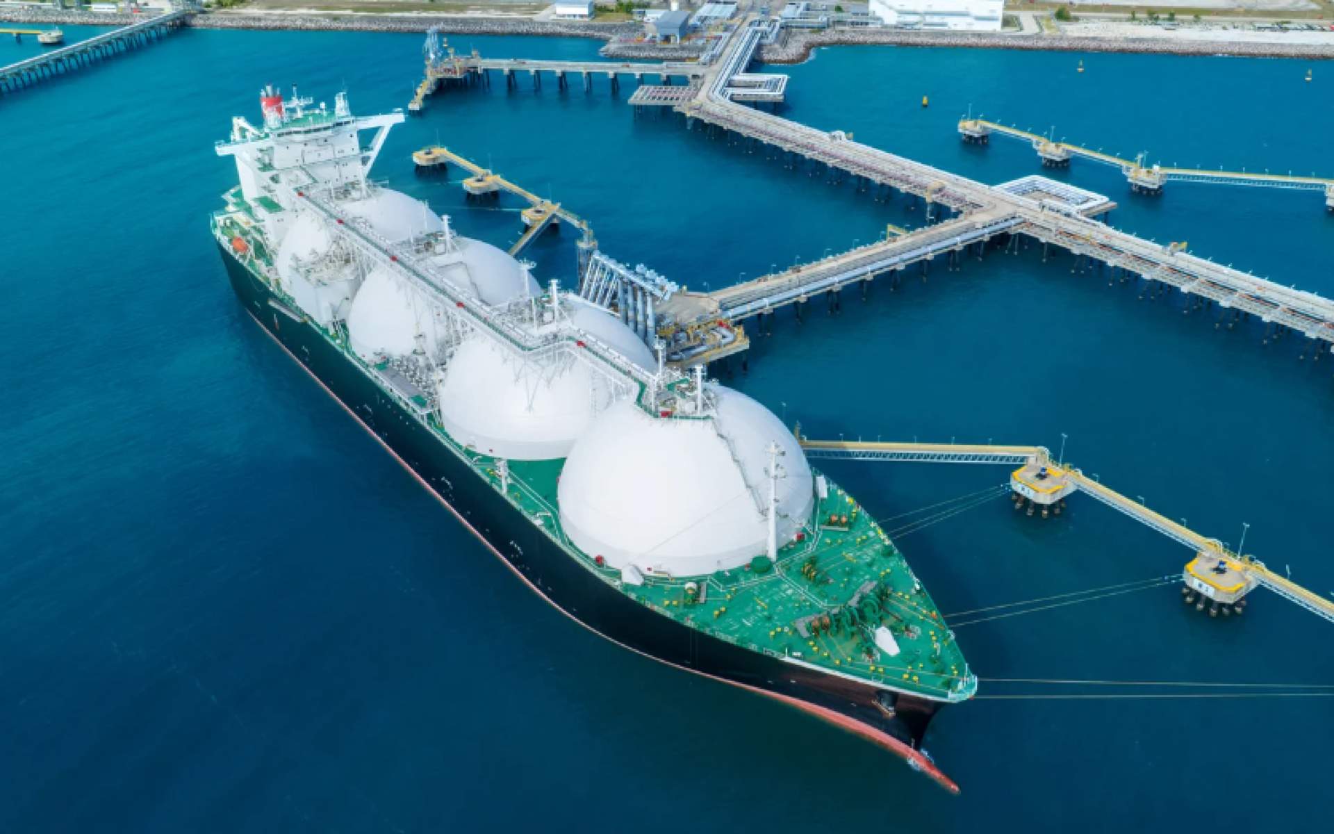 サンスベリア Sp. YOKOLO, MOZAMBIQUE Sansevieria | SPG 'for sale'